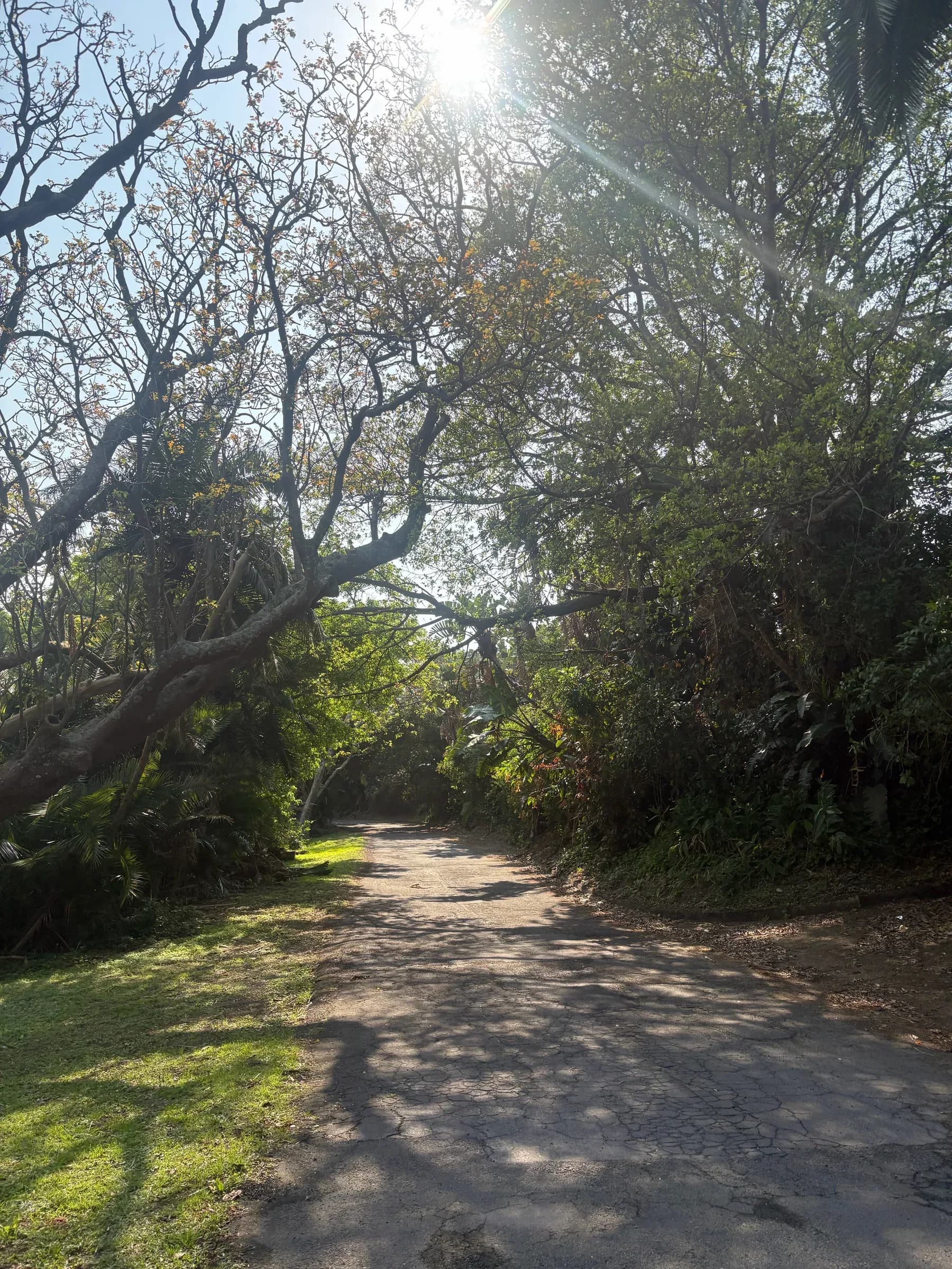 The shady lane down to the sea