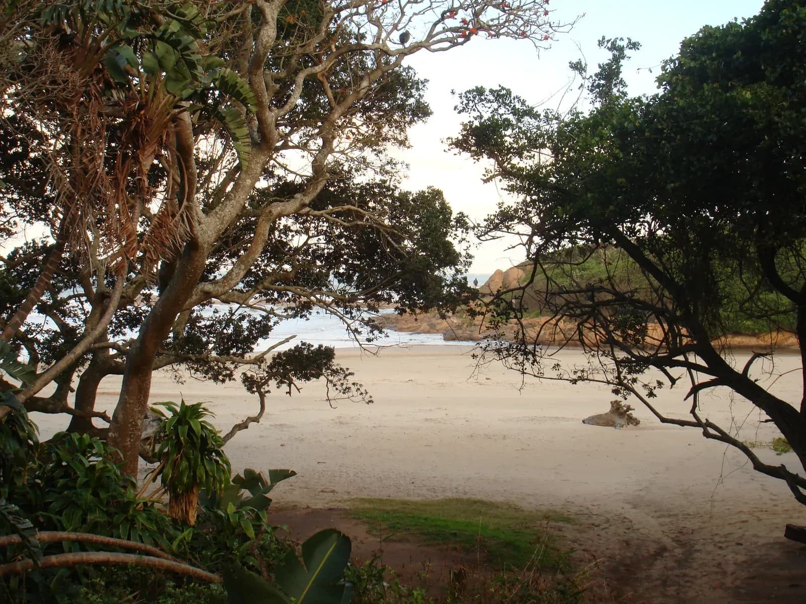Through the trees to the beach